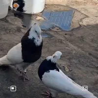 کبوتر فروشی