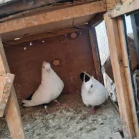 طوقی|پرنده|تهران, سلسبیل شمالی|دیوار