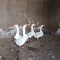 قو غاز اصل لیندا