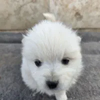 توله اسپیتزر پامر