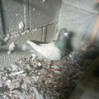 کبوتر نر درجه یک