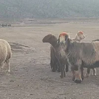 میش|حیوانات مزرعه|پاسارگاد, |دیوار