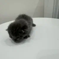 بچه گربه اسکاتیش بلو|گربه|ارومیه, |دیوار