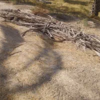 پیش نخل|گل و گیاه طبیعی|وحدتیه, |دیوار