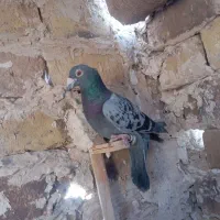 کبوتر|پرنده|تربت جام, جامرود|دیوار