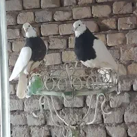 کفترطوقی فروشی