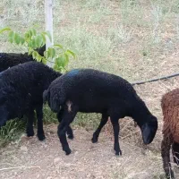 بره افشاری ماده