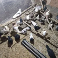 رنگی|پرنده|مبارکه, |دیوار