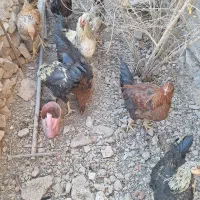 خروس محلی اصل تاج کوچیک|حیوانات مزرعه|شوسف, |دیوار