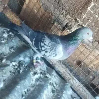 کبوتر پلاکی ثبتی|پرنده|ملکشاهی, |دیوار