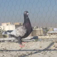 کبوتر|پرنده|شیراز, شریف‌آباد|دیوار