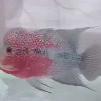 ماهی فلاور هد و لب کامفایی اصل تایلندی