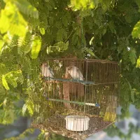 طوطی کوتوله