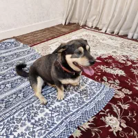 سگ نژاد پامرسکی