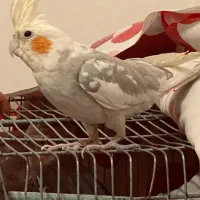 عروس هلندی|پرنده|ازنا, |دیوار