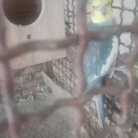 ۳عدد عروس هلندی سالم با لوازم|پرنده|اسدآباد, |دیوار