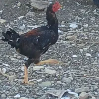 لاری|حیوانات مزرعه|کشاورز, |دیوار