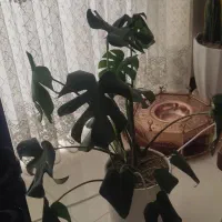 گل های خانگی|گل و گیاه طبیعی|شاهین‌شهر, شهرک ردانی پور|دیوار