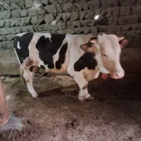 یک عدد گوساله سمینتال پرگوشت به فروش میرسد