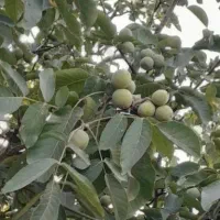 فروش باغ|فروش زمین و ملک کلنگی|قزوین, |دیوار