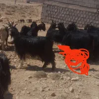 بز ابستن|حیوانات مزرعه|بندر گناوه, |دیوار