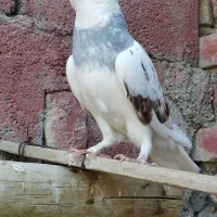 کبوتر ماده معاوضه با نر|پرنده|ایرانشهر, |دیوار