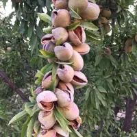 جشنواره فروش بادام نهالستان غرب اغاز شد