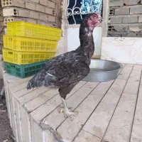 مرغ و خروس لاری|حیوانات|بم, |دیوار