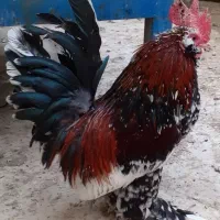 تخم نطفه دار بلژیکی|حیوانات مزرعه|قم, شهرک سازمان آب|دیوار