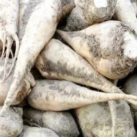 چغندر قند برای دام ، کاه