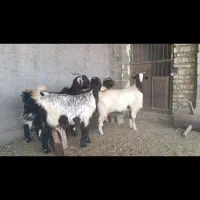 فروش 12راس بز کیسه ترکی ،میش ،بره ،قوچ