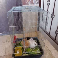 دوتا خرگوش نروماده باقفس