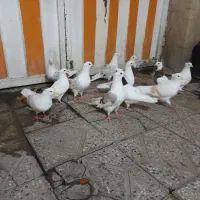 سلام 12تا کفتر تیپ دار درج یک