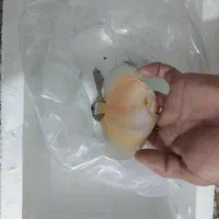 فروش ماهی دیسکس