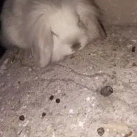 نژاد اصل|موش و خرگوش|اهر, |دیوار