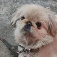 گمشده سگ همراه با مژدگانی خوب