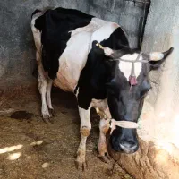 گاو گوساله