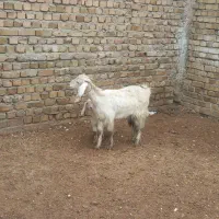 بز وبزقاله|حیوانات مزرعه|بروجرد, |دیوار