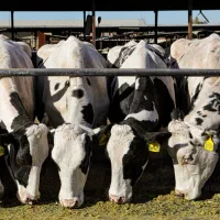 فروش گاوداری ۱۵۰ راس . دامداری . پرواربندی