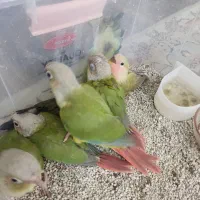 جفت مولد تضمینی گرینچیک آناناسی رد|پرنده|ملارد, |دیوار