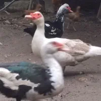 فروش اردک اسراییلی نر درشت وسنگین وزن|حیوانات مزرعه|بابلسر, |دیوار