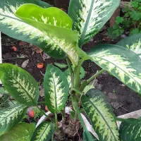 فروش گل دیفن باخیا|گل و گیاه طبیعی|خشکبیجار, |دیوار