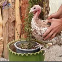 جوجه بوقلمون بوربون اصل ۱کیلویی گاو بز گوسفند بره|حیوانات مزرعه|کرمانشاه, |دیوار