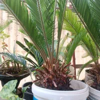 سیکاس|گل و گیاه طبیعی|رشت, یخسازی|دیوار