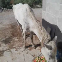 اسب مادیون حمدانی 3ساله