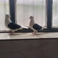 نرماده پشت سیاه