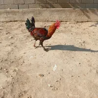 مرغ خروس اردک غاز|حیوانات مزرعه|گتوند, |دیوار