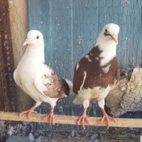 جوجه کبوتر