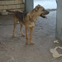 سگ سرابی