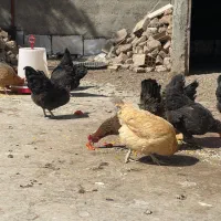 مرغ تخمگذار گلپایگان